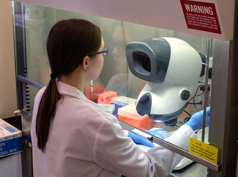 Woman using Mantis stereo microscope in Laminar Flow Hood